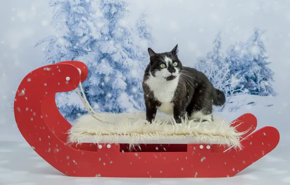 Картинка зима, кошка, глаза, кот, взгляд, морда, снег, красный, фон, черно-белый, новый год, рождество, ели, мех, …