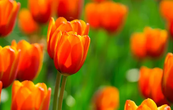 Картинка поле, цветы, Тюльпаны, оранжевые, огненные