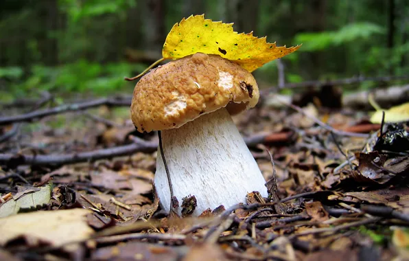 Картинка осень, лес, лето, пейзаж, лист, гриб, wallpaper, белый гриб