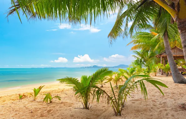 Картинка песок, море, небо, облака, пейзаж, природа, тропический пляж, пальмы, красиво, Таиланд, Thailand, тропический, sky, sea, …