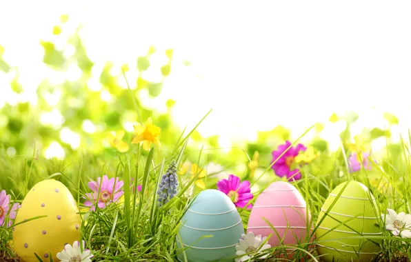 Картинка трава, цветы, яйца, весна, пасха, grass, flowers, spring, крашеные, eggs, easter, daisy, camomile