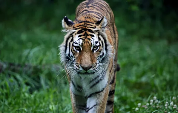 Картинка лес, трава, кошки, тигр, животное, хищник, киска, animals, tiger, predator