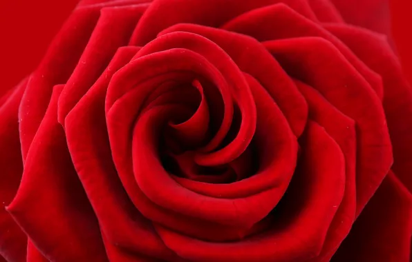 Картинка цветок, красный, роза, лепестки, red, rose, flower