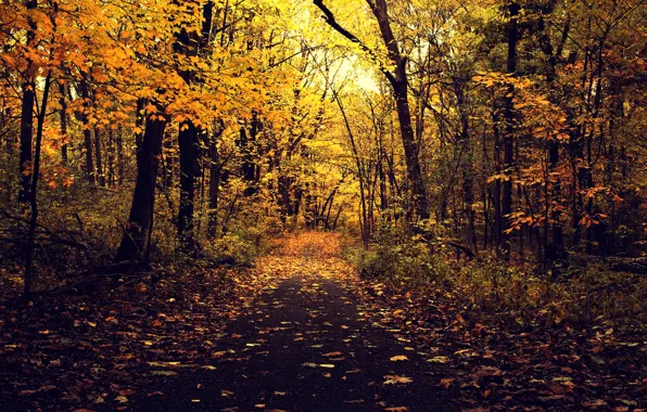 Картинка дорога, осень, асфальт, листья, деревья, ветки, природа, парк, желтые