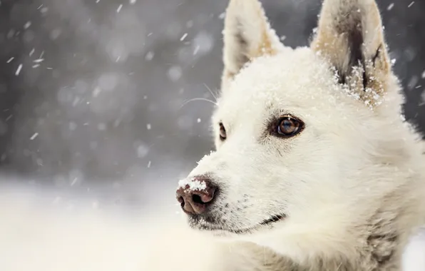 Картинка зима, взгляд, снег, собака, Dog, winter, view, snow