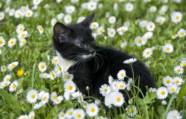Картинка кот, цветы, ромашки, детёныш, котёнок