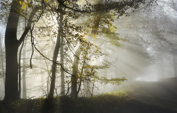 Картинка дорога, осень, свет, природа, туман, утро