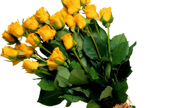 Картинка цветок, цветы, розы, букет, желтые, жёлтые