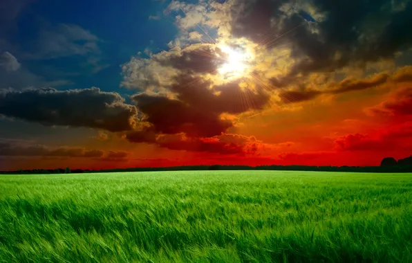 Картинка поле, небо, трава, солнце, облака, лучи, закат, тучи, зеленые, колосья