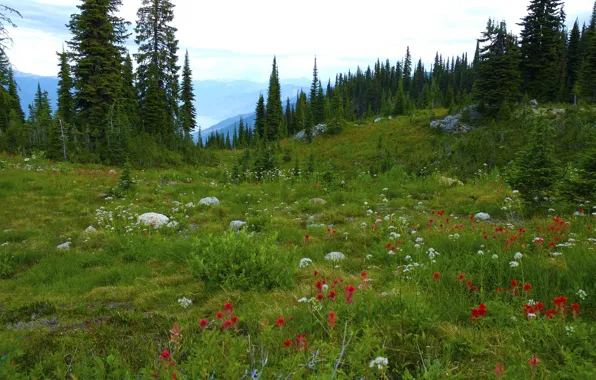 Картинка лес, деревья, цветы, горы, камни, луг, Canada, British Columbia, канада