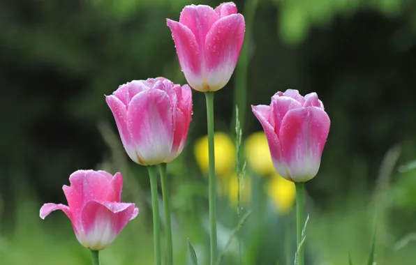 Картинка весна, лепестки, сад, луг, тюльпаны