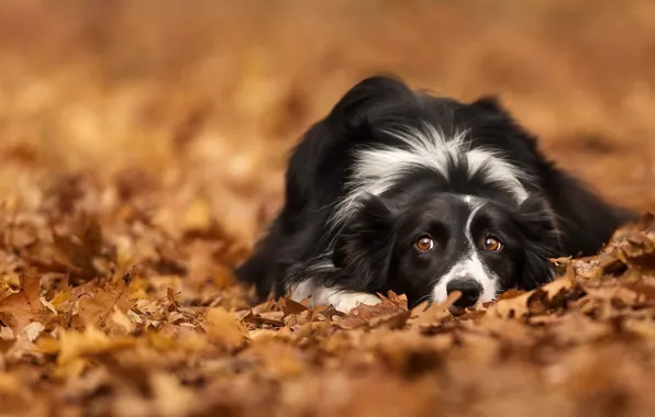 Картинка осень, взгляд, листья, листва, собака, боке, Бордер-колли