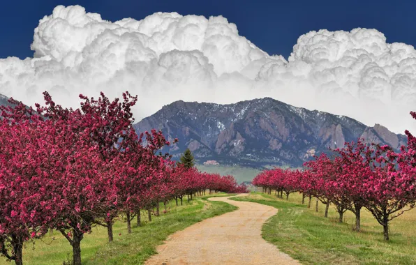 Картинка дорога, небо, облака, деревья, горы, цветущее