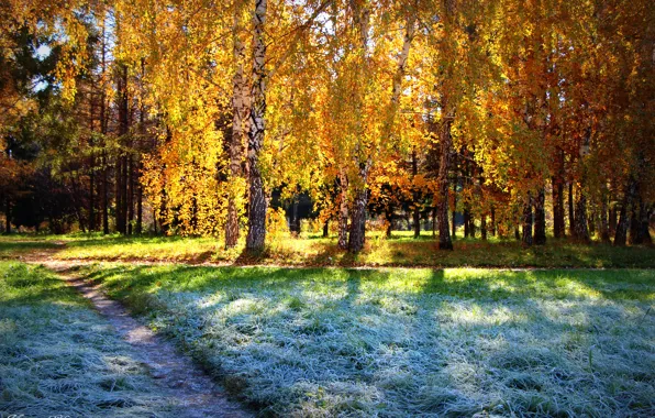 Картинка осень, лес, солнце, Иней, берёзы