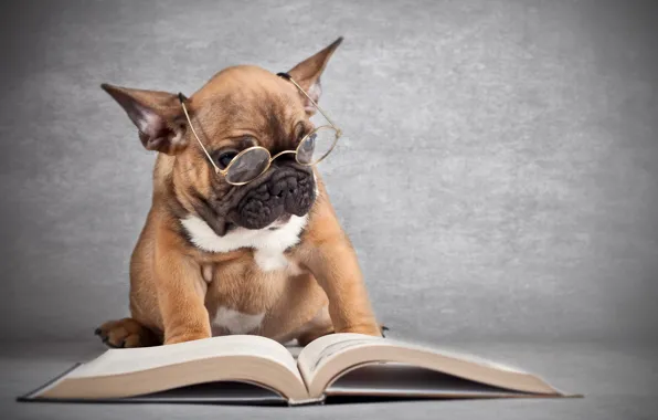 Картинка собака, очки, книга
