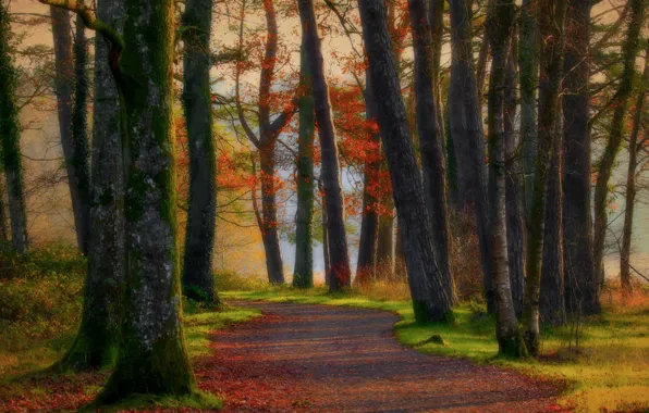 Картинка осень, лес, листья, солнце, деревья, парк, тень, дорожка