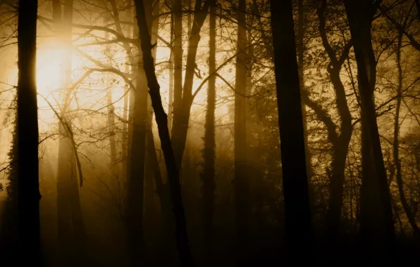 Картинка лес, лучи, свет, деревья, природа, туман, стволы
