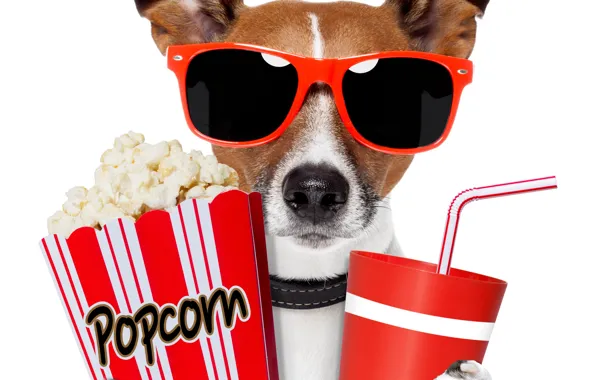 Картинка собака, очки, напиток, попкорн