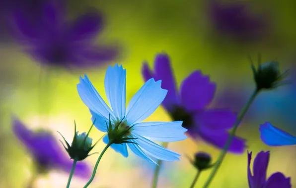 Картинка фиолетовый, лето, макро, цветы, природа, настроение, голубой, япония, лепестки