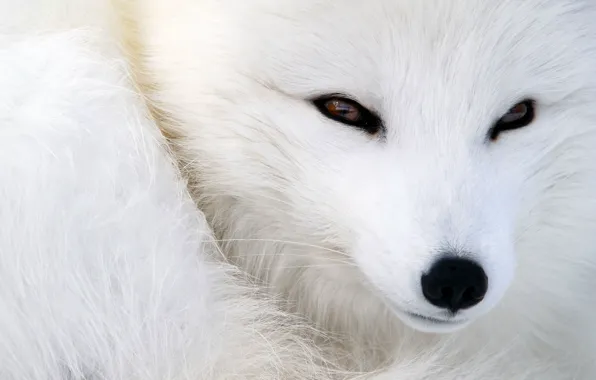 Картинка животные, глаза, взгляд, шерсть, нос, мордочка, лиса, мех, песец, зверёк, полярная лисица