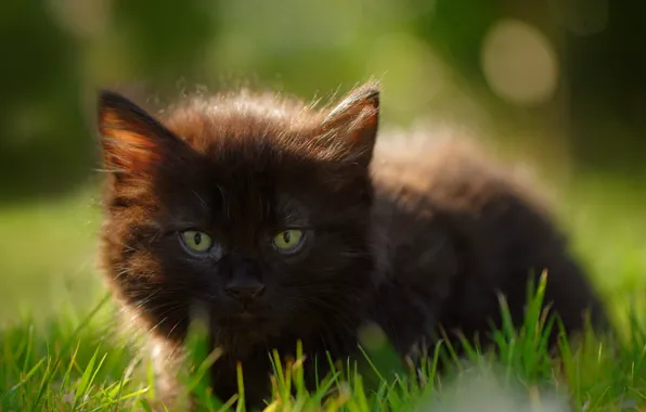 Картинка трава, взгляд, мордочка, котёнок, чёрный котёнок