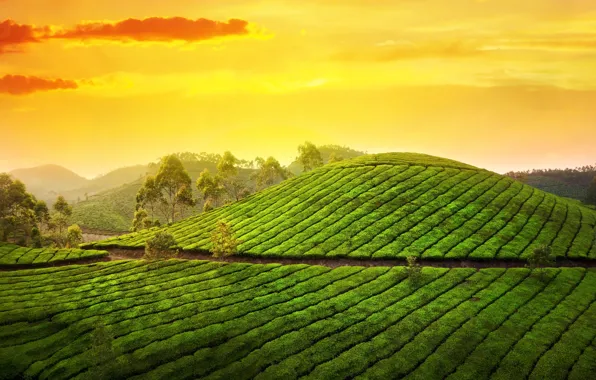 Картинка небо, солнце, облака, деревья, пейзаж, природа, восход, холмы, утро, Индия, Азия, плантации, чайные, India, Kerala, …