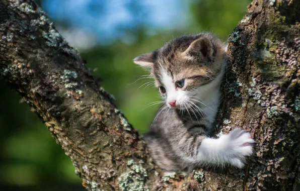 Картинка малыш, котёнок, на дереве