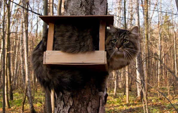 Картинка кот, дерево, кормушка
