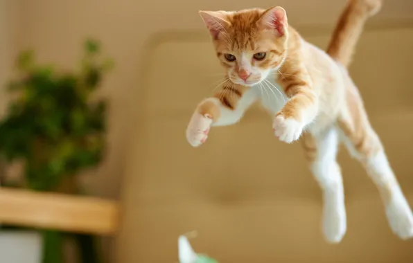Картинка кот, прыжок, Котенок, рыжий