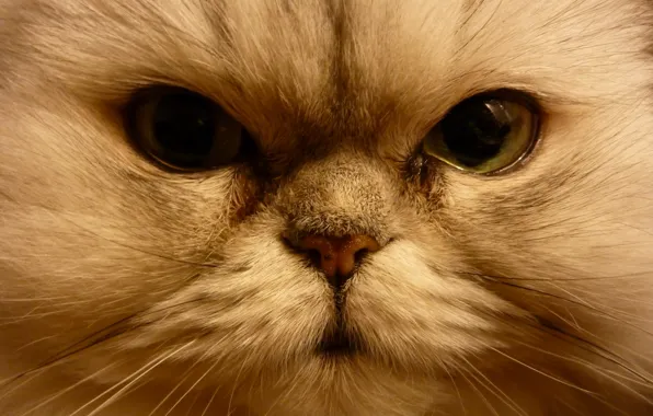 Картинка кошка, глаза, кот, взгляд, мордочка