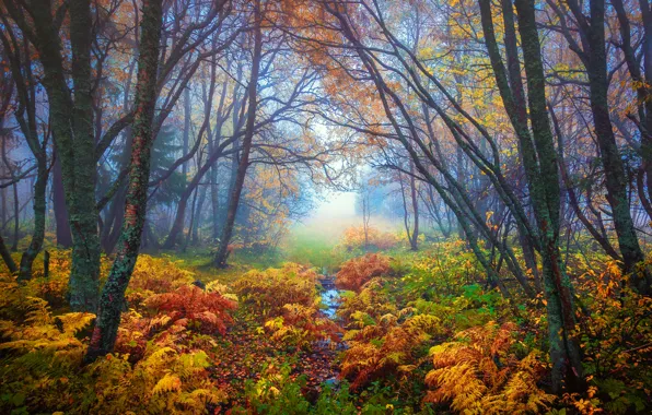 Картинка осень, листья, деревья, ветки, природа, туман, желтые, Лес, папоротник