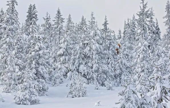 Картинка зима, лес, снег, деревья, ели, Орегон, Oregon