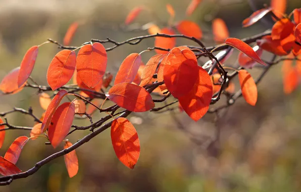 Картинка осень, макро, свет, листва, оранжевая, ветка