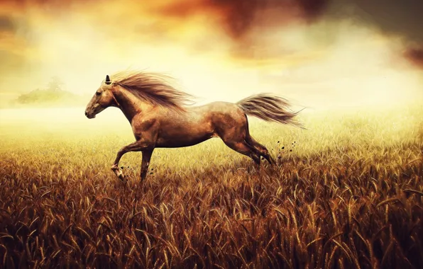 Картинка поле, лошадь, бег, grass, nature, horse