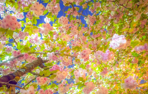 Картинка ветки, вишня, дерево, весна, сакура, цветение