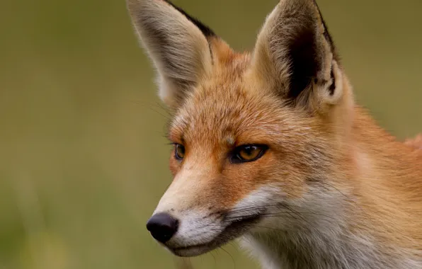 Картинка взгляд, мордочка, лиса, Fox, рыжая, лисица