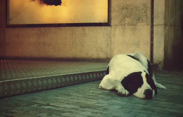 Картинка одиночество, собака, лежит