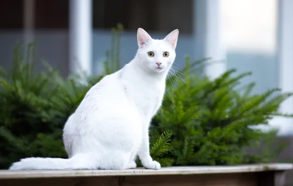 Картинка кошка, усы, взгляд, морда, фон, белая