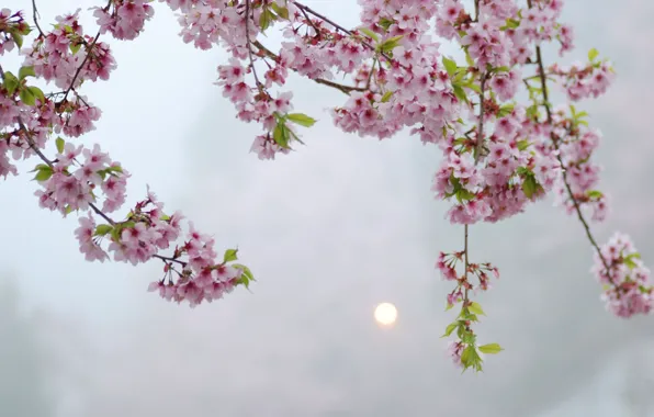 Картинка солнце, макро, цветы, дерево, вечер, Сакура, розовые, блик, цветение, веточки