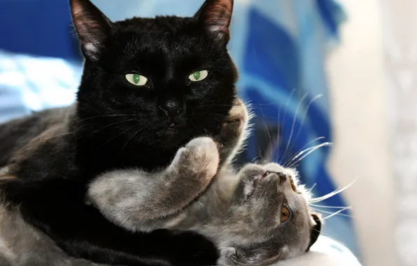 Картинка кошка, любовь, игры, котенок, объятия, love, черный кот, kitten, hug, cats, playing, black cat