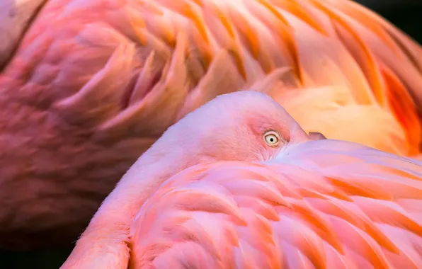 Картинка животные, птицы, перья, окрас, розовые, фламинго