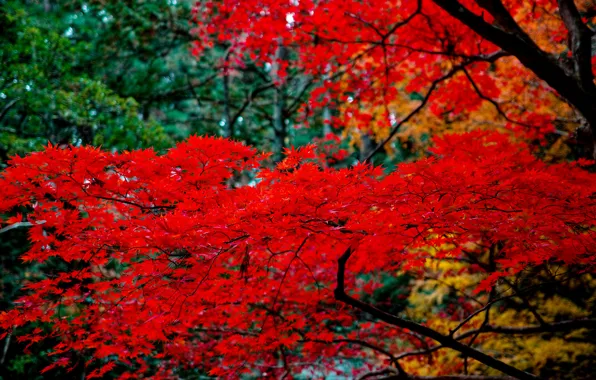 Картинка листья, ветки, природа, дерево, клён японский