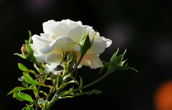 Картинка цветок, фото, роза, утро