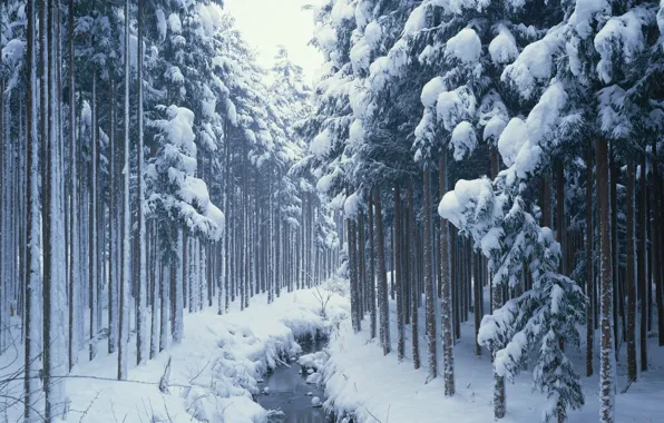 Картинка зима, лес, снег, ручей, Природа