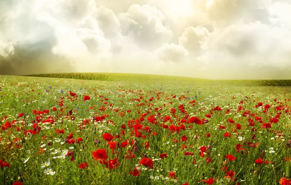 Картинка поле, небо, облака, цветы, маки, ромашки, растения, красные