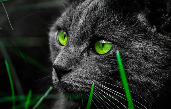 Картинка глаза, кот, черный, мордочка, зеленые, травинки, крупным планом