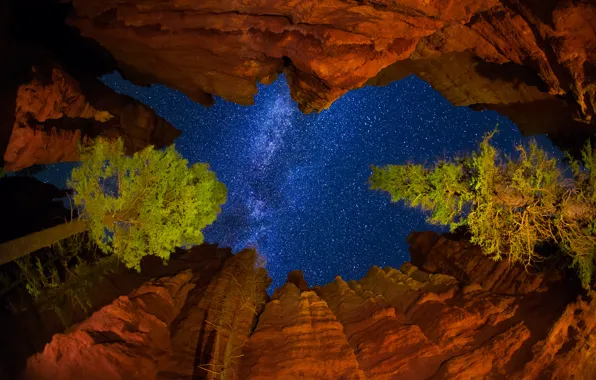 Картинка небо, звезды, деревья, ночь, скалы, США, млечный путь, штат Юта, Национальный парк Брайс-Каньон