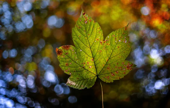 Картинка осень, природа, лист, боке