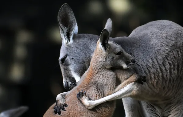 Картинка кенгуру, детёныш, материнская любовь, материнство, обнимашки