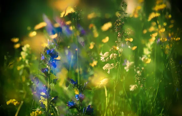 Картинка лето, трава, цветы, природа